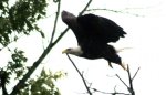 A bald eagle taking off on the Southern Lake
