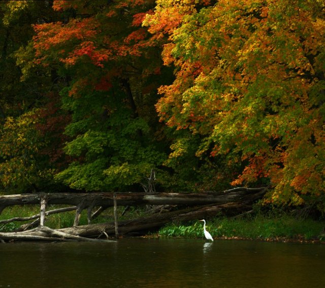 An egret in front of the fall foliage on the Champlain Canal
